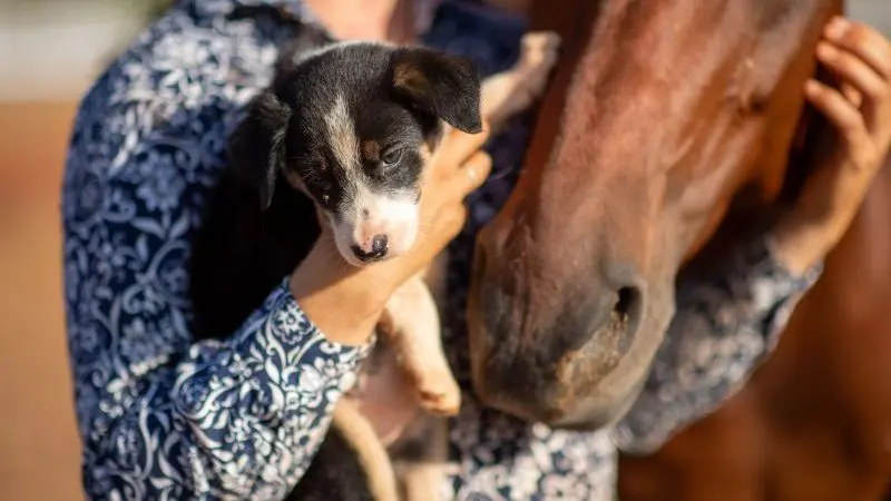 A guest holds a cute puppy next to a brown horse outdoors at the popular 2 Hour Outback Show, showcasing unique animal encounters.