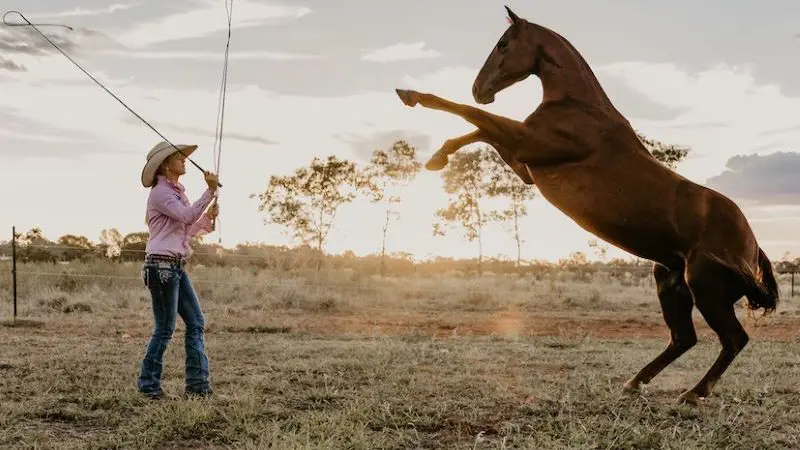 A cowboy in a hat expertly trains a rearing horse at sunset during an action-packed, 2 Hour Outback Show experience.