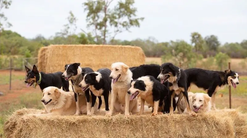 Diverse dog breeds posed on hay bales, awaiting the 2 Hour Outback Show in a scenic rural venue; ideal for pet events or outback tours.