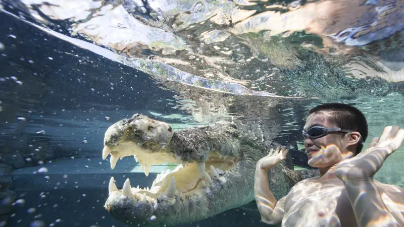 A boy wearing swimming goggles swims underwater close to a crocodile, both seen clearly in the transparent Cage of Death experience attraction.