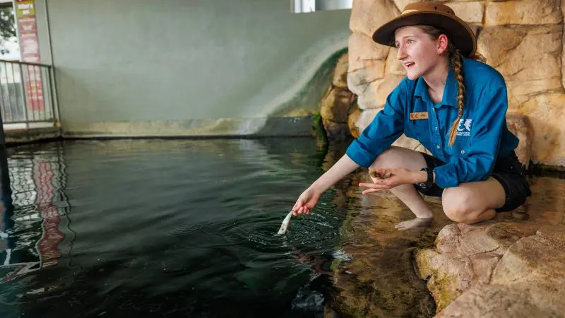 Whipray Encounter zookeeper kneels by a pool, feeding fish and interacting in a blue shirt and hat for visitors’ experience.