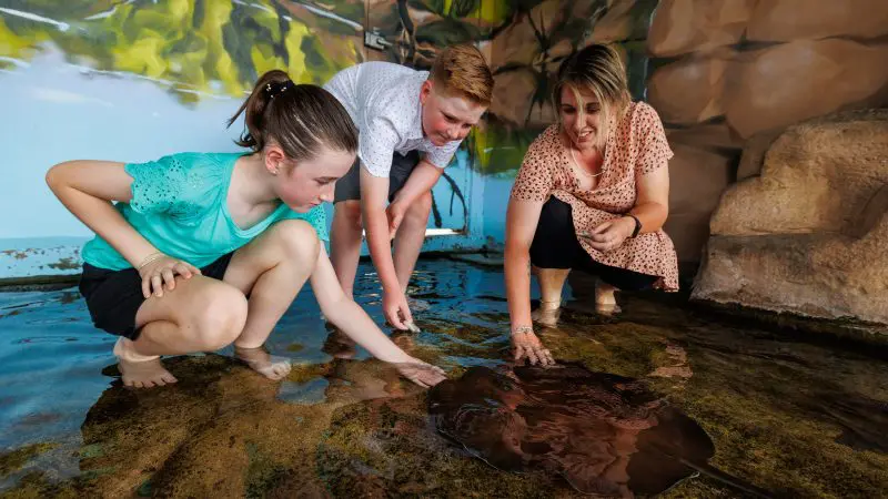 Visitors kneel and carefully interact with a stingray during Whipray Encounter Entry in a shallow indoor touch pool experience.