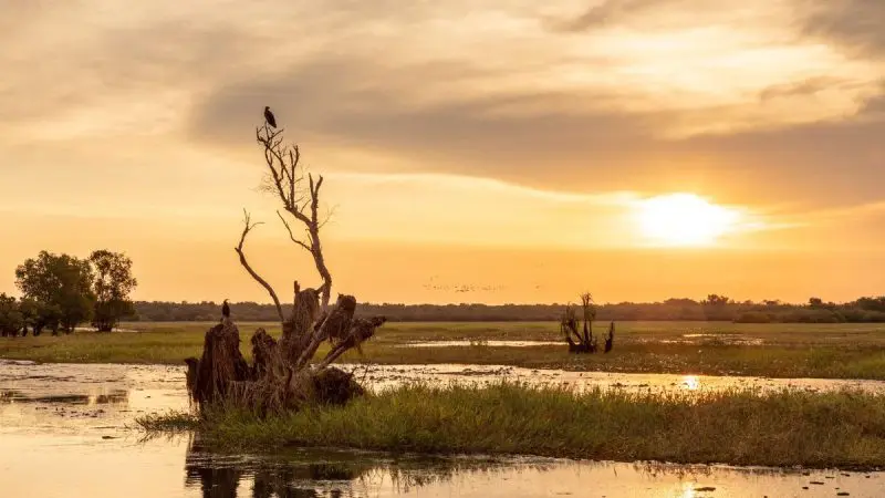 A solitary bird sits atop a bare tree at sunset in Kakadu, captured during a 2 Day Kakadu Outback Retreat Tour from Darwin.