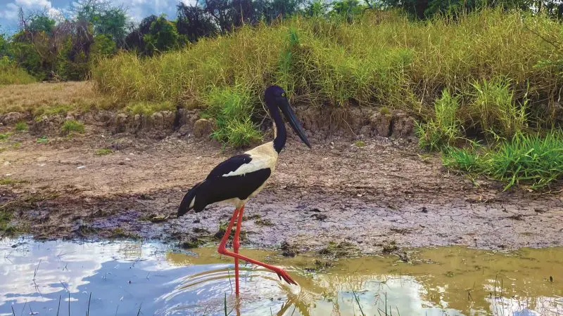 Black-necked stork with striking red legs wading in shallow pond during 2 Day Kakadu Outback Retreat Tour from Darwin, Northern Territory.