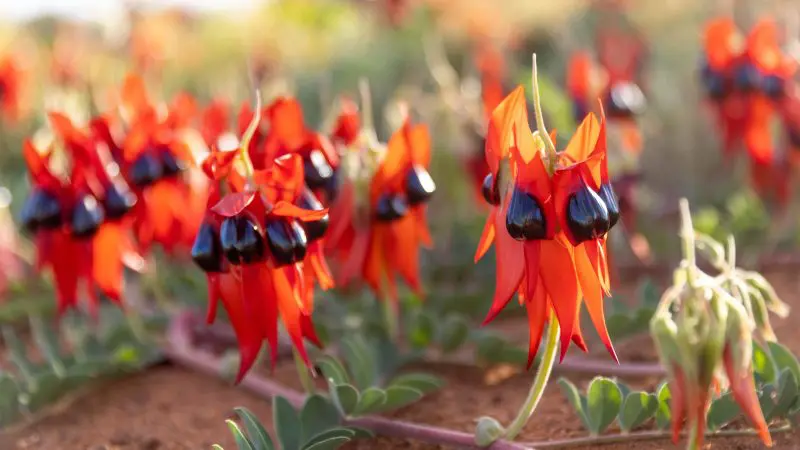 Striking red and black Sturt’s desert pea flowers blooming on a 7 Day Perth to Exmouth Ningaloo Reef tour—iconic WA wildflower sighting.