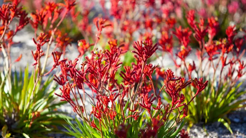 Vibrant red kangaroo paw flowers and lush green leaves bask in sunshine on the Pinnacles Lobster Lavender Day Tour from Perth.