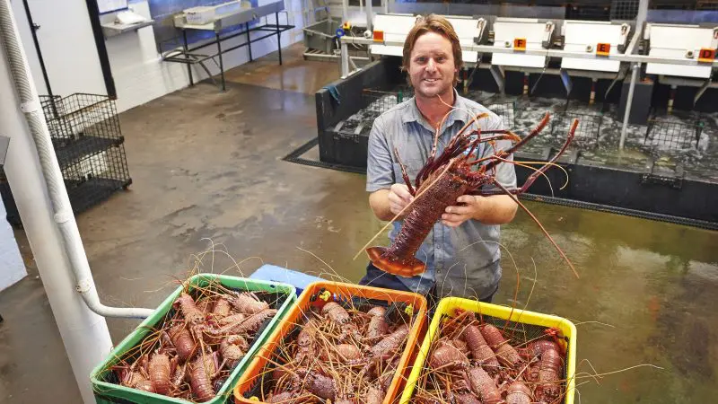 A man displays a large lobster above baskets at a Pinnacles Lobster Lavender Day Tour processing facility near Perth, Western Australia.