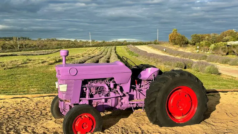 Vibrant purple tractor with striking red wheels rests on sandy terrain beside lush green fields, evoking a Perth Lavender Day Tour.