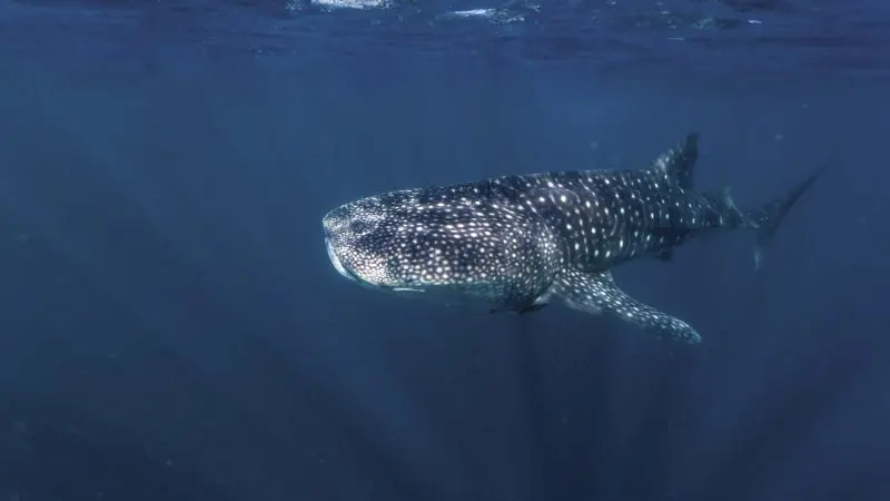 Majestic whale shark glides through crystal-clear blue waters, sunlight shining, on Perth to Exmouth Coral Coast tour adventure.