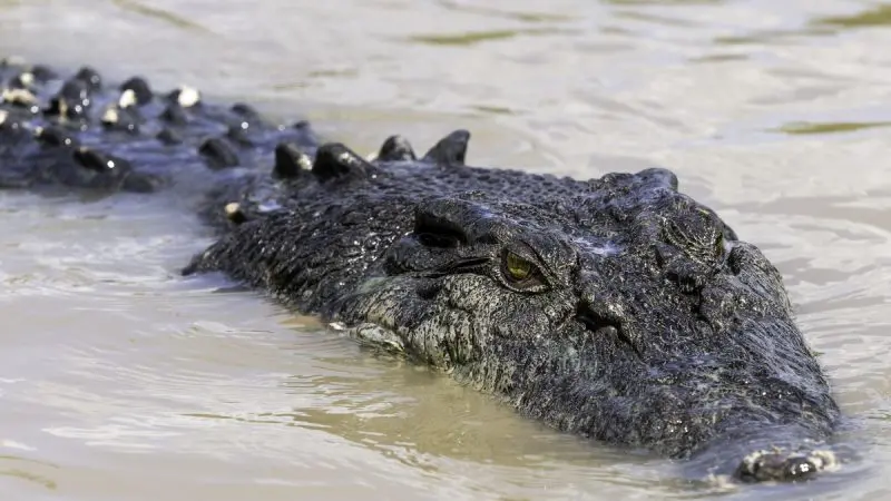 Experience the thrill of a Litchfield National Park crocodile cruise with a detailed close-up of a crocodile lurking in murky water.