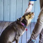 A visitor in brown trousers pets a friendly brown dog wearing a purple collar after an unforgettable Hunter Valley Signature Wine Tour.
