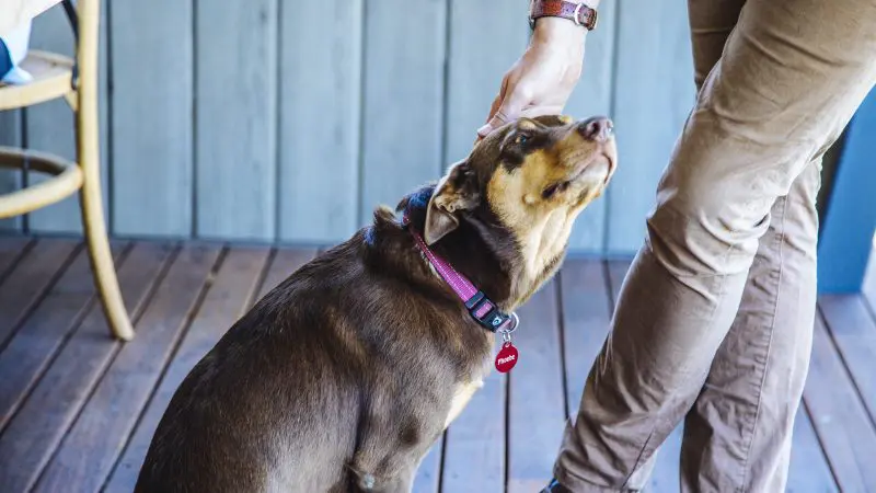 A visitor in brown trousers pets a friendly brown dog wearing a purple collar after an unforgettable Hunter Valley Signature Wine Tour.