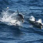 Experience the thrill of seeing two dolphins leaping and swimming on a Port Stephens Dolphin Watching Colourful Collective Travel tour.