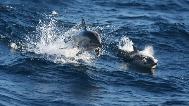 Experience the thrill of seeing two dolphins leaping and swimming on a Port Stephens Dolphin Watching Colourful Collective Travel tour.