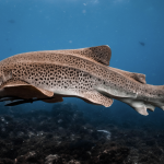 65bc3a057db09_4076_screenshot-2023-10-17-at-35226-pm-1