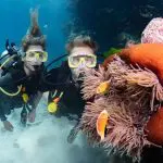 Scuba divers observe colourful clownfish in sea anemones on the Silverswift Outer Barrier Reef Snorkel and Dive Cruise, Great Barrier Reef.