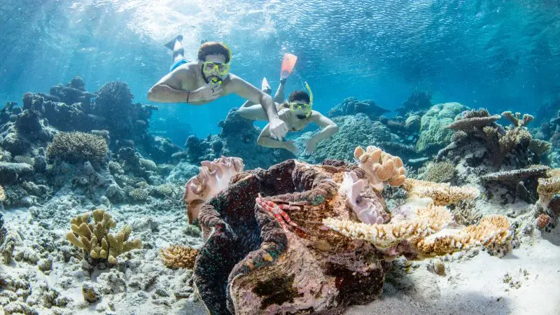 Snorkellers swimming above vibrant coral reefs and a giant clam on the Silverswift Outer Barrier Reef Snorkel and Dive Cruise.