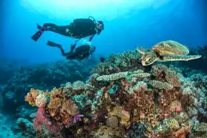 Picture of Two scuba divers swimming along the Coral and marine life in the Great Barrier Reef