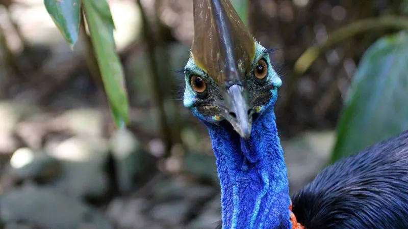 Vivid close-up of a cassowary with brilliant blue neck, seen on an exclusive Daintree Mossman forest tour—rare wildlife encounter.