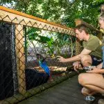 Two people crouch beside a fence, engaging with a cassowary on a Private Exclusive Daintree Mossman Tour in lush rainforest surroundings.
