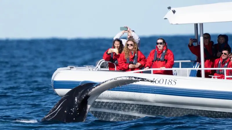 Whale watchers in bright red jackets capture stunning photos of a whale’s tail breaching the ocean surface from their boat.