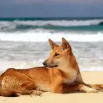 Wild dingo resting on sunlit K'gari beach, Noosa day tour, with crashing ocean waves and scenic shoreline in the background.