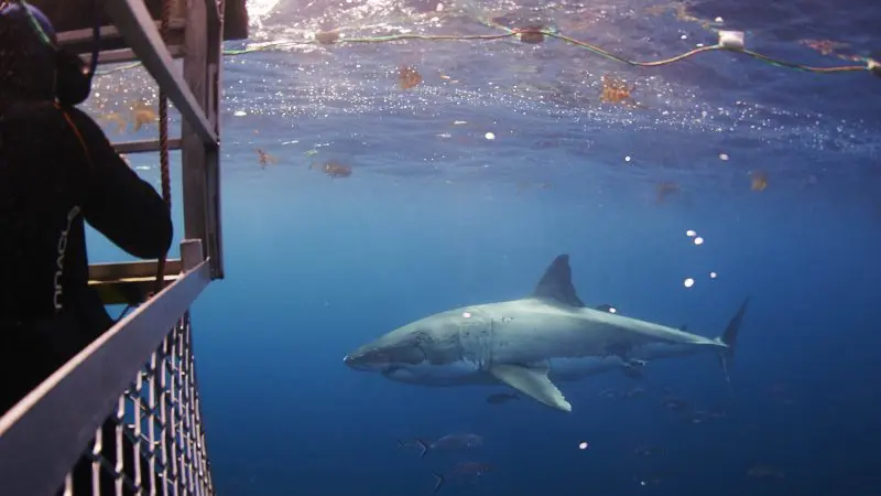 Experience the ultimate 6 Day Eyre Peninsula Flinders Ranges Tour: diver in a cage up close with a majestic great white shark underwater.