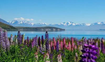 Vibrant lupin flowers bloom by a pristine lake with Mt Cook’s snow-capped peaks, ideal scenery for a New Zealand nature tour.