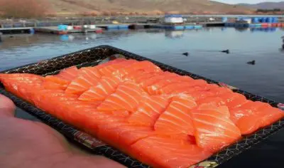 Close-up of salmon sashimi held by hand at a scenic lakeside fish farm on a top-rated Queenstown to Tekapo small group tour.