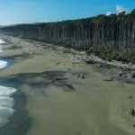 Secluded sandy beach near Franz Josef with pristine ocean waves, lush dense forest, and a vibrant clear blue sky—idyllic nature scene.