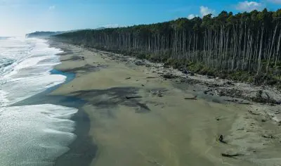 Secluded sandy beach near Franz Josef with pristine ocean waves, lush dense forest, and a vibrant clear blue sky—idyllic nature scene.