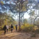 Tour group explores the Blue Mountains, walking scenic waterfall trails and sharing lunch in a sun-drenched forest among towering trees.