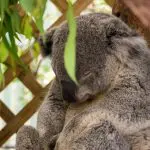 Experience a peaceful koala sleeping curled on a tree branch during your 1 Day Blue Mountains Wildlife Park Tour for wildlife enthusiasts.
