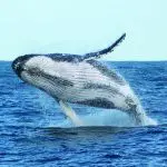 Experience an awe-inspiring humpback whale breaching during a 1 Day Whale Watching Tour with Colourful Collective Travel at Port Stephens.