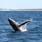 Majestic humpback whale breaching close to shore on a Port Stephens whale watching tour with Colourful Collective Travel, 1-day adventure.