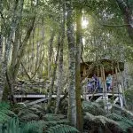 Visitors explore a lush, dense forest along a wooden boardwalk on the Blue Mountains All-Inclusive Signature Day Tour experience.