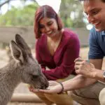 A joyful couple hand-feeds a kangaroo during a Blue Mountains All-Inclusive Signature Day Tour, experiencing unique Australian wildlife.