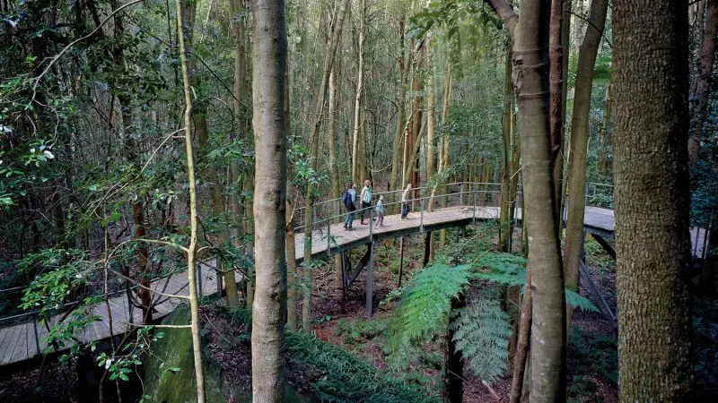 Three hikers explore Kookaburra Pass’s elevated boardwalk, surrounded by lush green forest, towering trees, and abundant ferns.