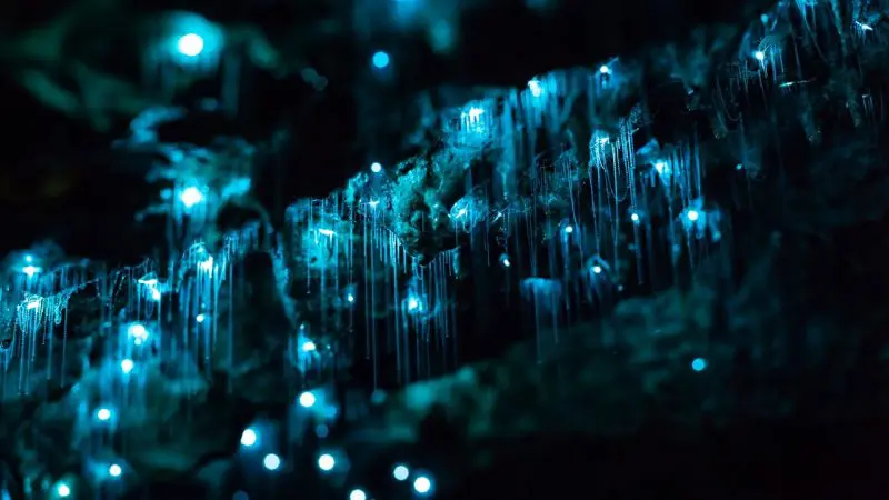 A mesmerising cave illuminated by vibrant blue glow-worms, showcasing the Hinterland Magic Glow Worm Experience’s captivating display.