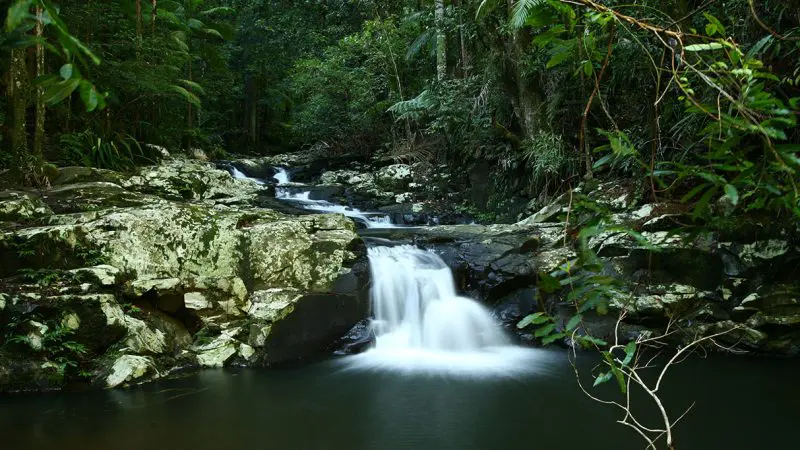 Enchanting small waterfall cascades over vibrant mossy rocks in a lush rainforest, showcasing the famous Hinterland Glow-worm tour.