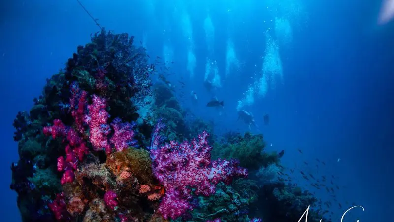 Vibrant coral reef with diverse marine life and expert divers, showcasing top-rated Yongala Day Trip experience for certified divers.
