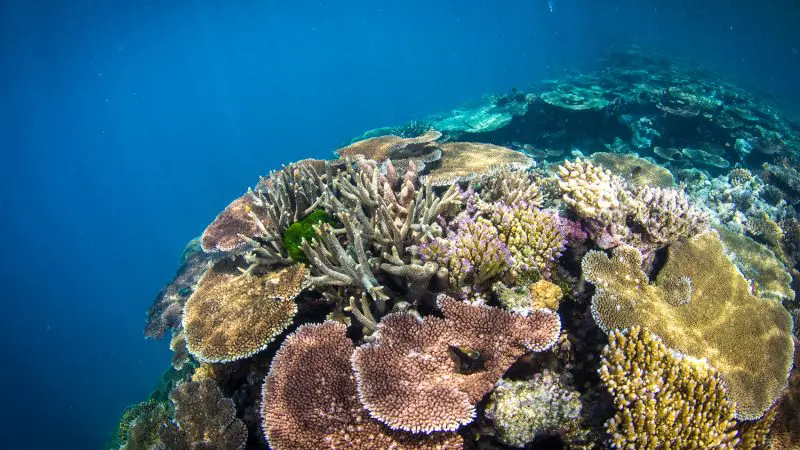 Stunning Great Barrier Reef coral reef and MOUA sculptures, explored by certified divers on a Townsville or Magnetic Island day trip.