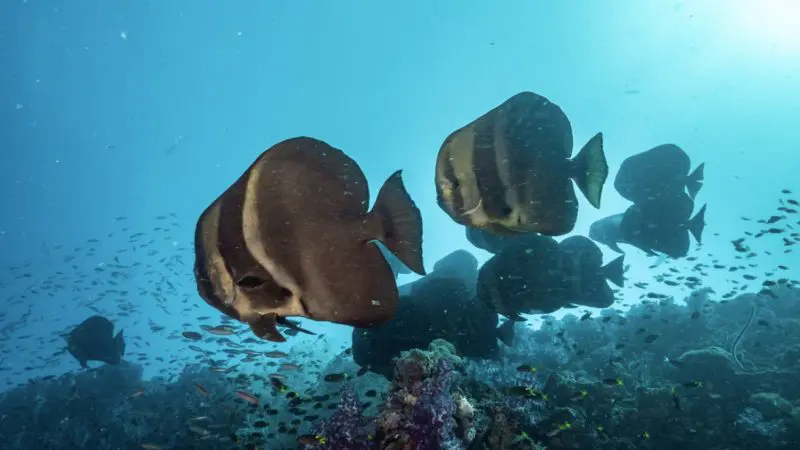 Diverse school of batfish gliding by vibrant coral reef during Yongala dive tour, with colourful smaller fish in the scenic background.