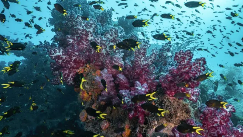 Explore a stunning coral reef teeming with vibrant purple and pink corals—ideal for certified divers on a Yongala Day Trip adventure.