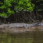 A large crocodile basking on a muddy riverbank under lush green bushes, seen on a 1 Hour Daintree River Cruise, Queensland.