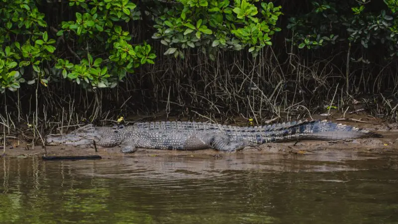 A large crocodile basking on a muddy riverbank under lush green bushes, seen on a 1 Hour Daintree River Cruise, Queensland.