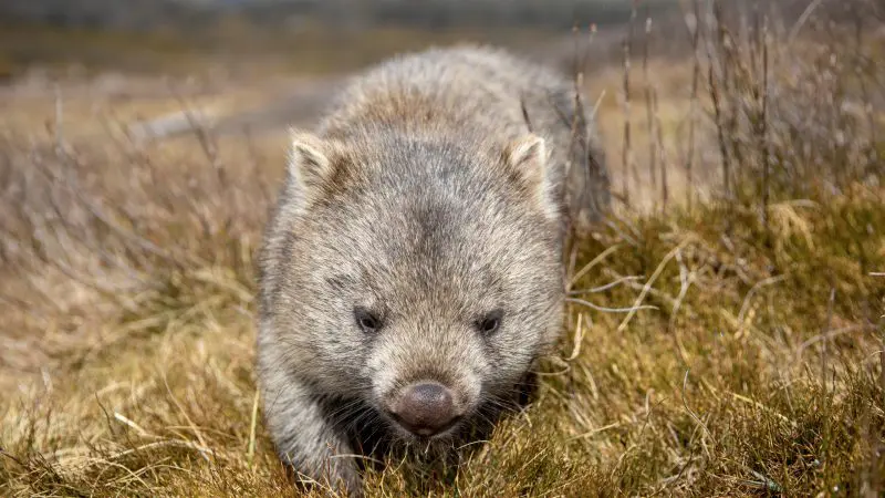 A wombat explores lush green hills beneath a dramatic cloudy sky on the 4 Day Wild Tasmania Wilderness Loop by Wild Tasmania Tours.