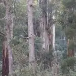 Majestic eucalyptus trees tower in the lush Dandenong Ranges, their dense green foliage glowing as sunlight streams through branches.