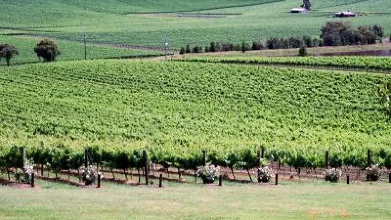 Scenic Yarra Valley vineyard with vibrant green vines over rolling hills, ideal for wine tasting in clear, sunny weather.