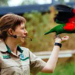 Healesville Wildlife Sanctuary staff member holds vibrant green and red parrot and speaks into headset mic during informative tour.